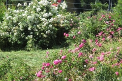 Rosensorten