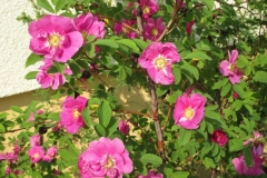 Zimtrose 'Arno'