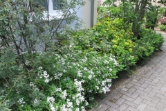 Schattenbeet mit Kärntner Spierstrauch (weiß)