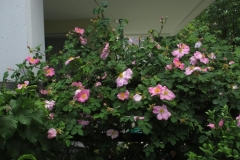 Kletterrose