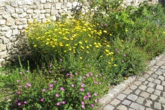 Vorgartenbeet mit Ochsenauge (gelb)