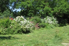 Mittelstrauchhecke mit Rosen