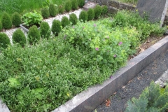 naturnahe bepflanztes Grab neben konventionellem