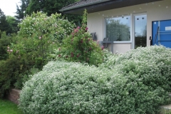 Terrassenbeet mit Zottigem Backenklee (Vordergrund)