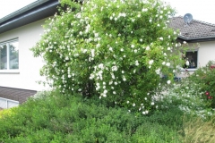 Sichtschutz durch Kletterrose 'Plena'