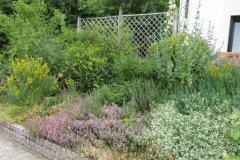naturnaher Vorgarten mit Sträuchern und Stauden