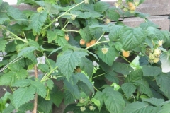 Gelbe Himbeere im Naturgarten