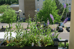 Strauß Margerite, Wiesen-Salbei