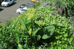 Schlüsselblume (Primel) und Zimbelkraut