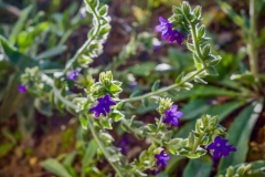 Gartenrundgang im Frühherbst - Gemeine Ochsenzunge